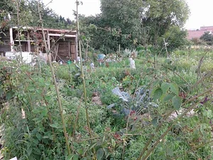 Collective Garden Project