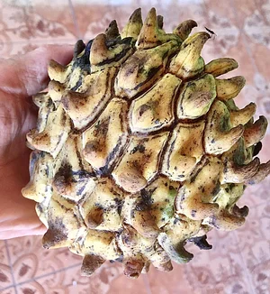 Rollinia