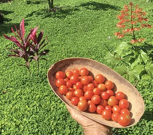 tomatoes