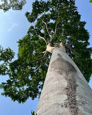 native leguminous tree