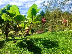 wild naranjilla hybrid