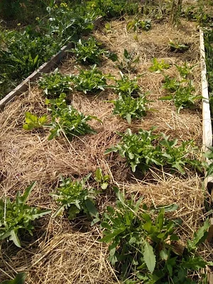 Collective Garden Project