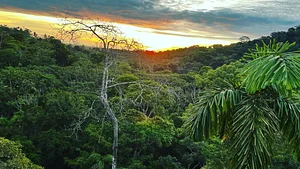sunrise over the rainforest.