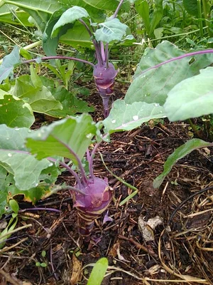 Collective Garden Project