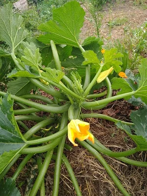 Collective Garden Project