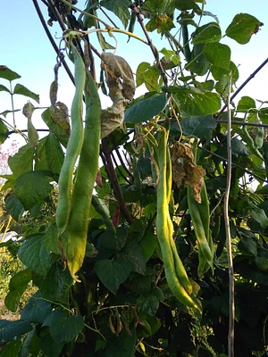 Collective Garden Project