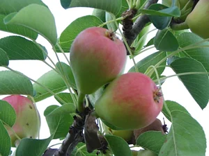 Permarancia Farm