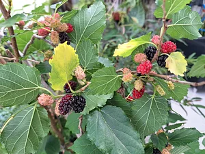 I love mulberries
