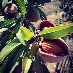Permarancia Farm