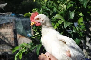 Permarancia Farm