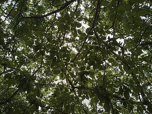 Vale dos Ipês