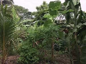 Maya Mountain Research Farm
