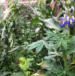 Mi huerta de Taypichullo