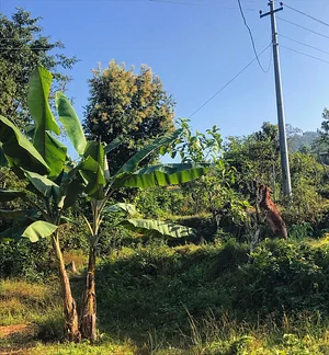 Barpipal Regenerative Farm