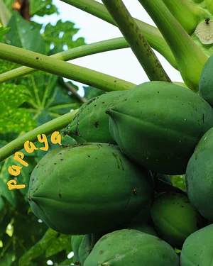 Barpipal Regenerative Farm