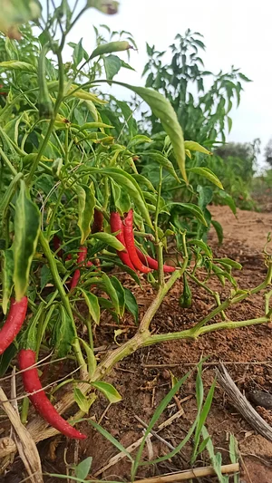 El Rochen