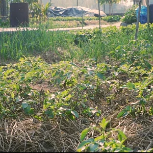 Himalaya Agroecology Research & Development