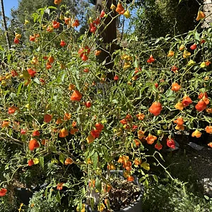 Keela Permaculture