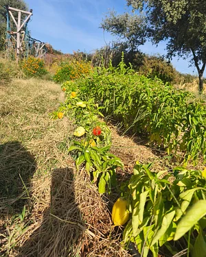 Keela Permaculture