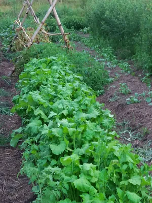 Zaytuna Farm