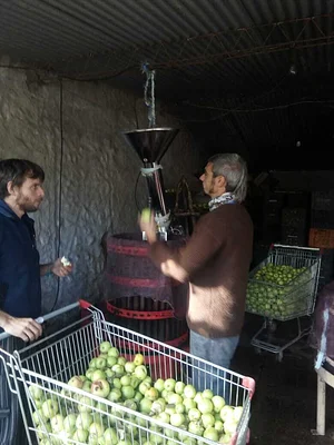 Manzanas organicas