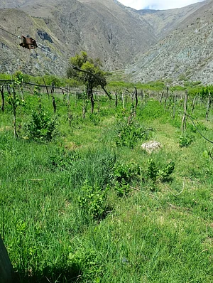 Finca La Candelaria