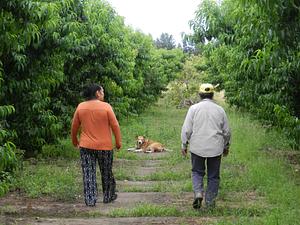 Finca El Pongo
