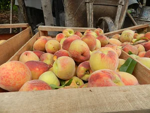 Finca El Pongo