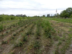 Finca El Pongo