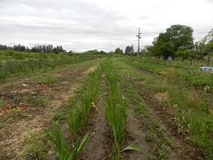 Finca El Pongo