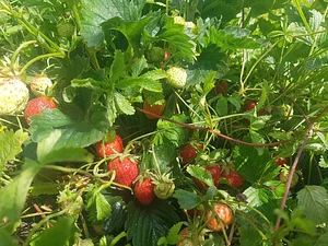 Morgarot Permaculture Farm