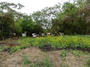 Finca El Pongo