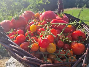 Morgarot Permaculture Farm