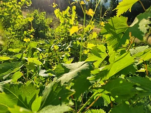 Morgarot Permaculture Farm