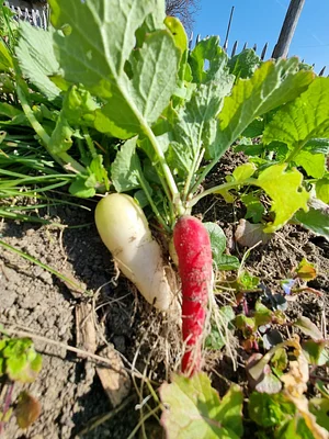 Morgarot Permaculture Farm