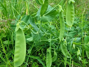 Morgarot Permaculture Farm
