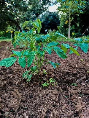 Tomato plant at our centre