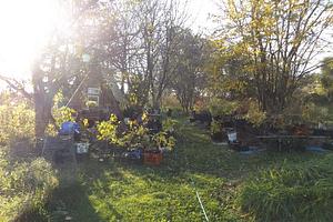 Driftless Sacred Grove