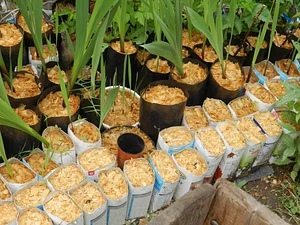 Huerta Agroecológica