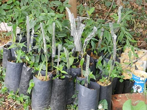 Huerta Agroecológica
