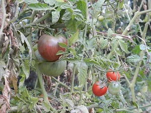Huerta Agroecológica