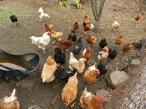 Huerta Agroecológica