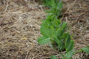Podbukovc Organic & Permaculture Farm