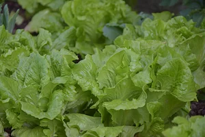 Podbukovc Organic & Permaculture Farm