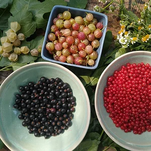 Firouzan Food Forest