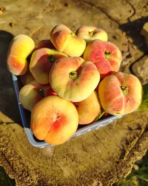Firouzan Food Forest