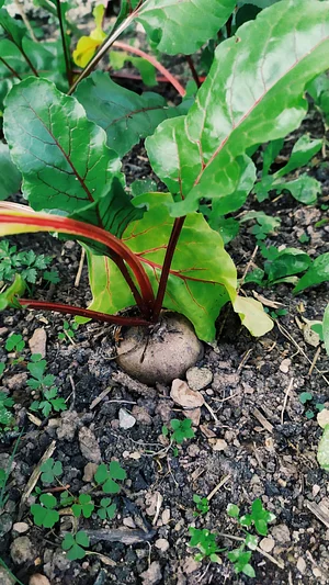 Podbukovc Organic & Permaculture Farm