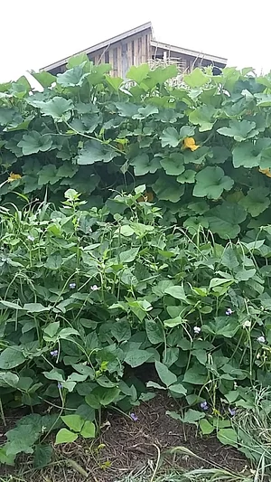 Fox Holler Farmstead