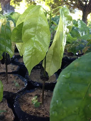 Sucupira Agroflorestas