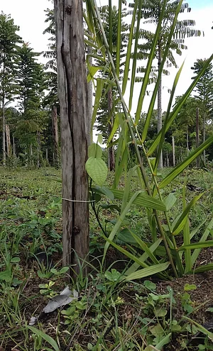 Sucupira Agroflorestas